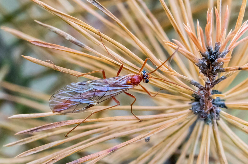 450wx - Ophion sp. - Schwepnitz - 16.10.2022 (3 von 1).jpg