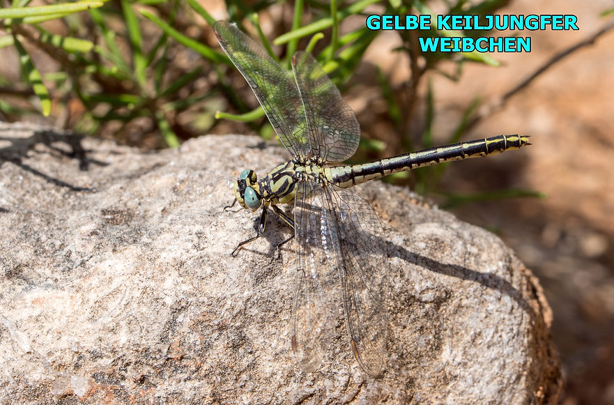 W400B - Gelbe Keiljungfer - Bicorp - Rio Fraile - 08.06.2021 (1 von 1).jpg