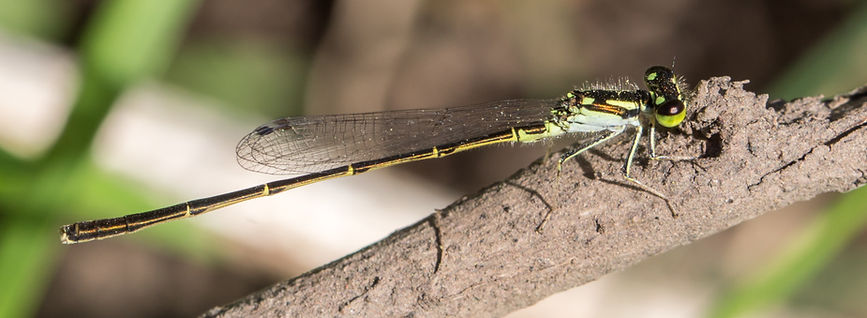 001Mwx - Ischnura posita - Brazoria NWF - 09.04.2022 (1 von 1).jpg