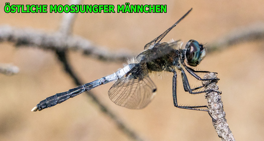 M100B2 - Östliche Moosjungfer - 1.06.2018 - Guteborn.jpg