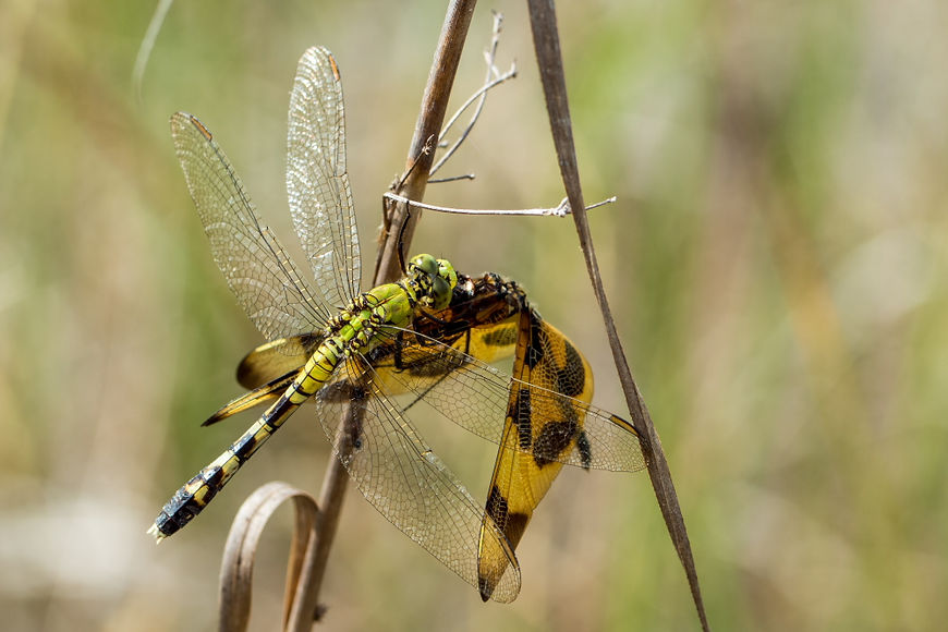 602wix - Eastern Pondhawk - 31.03.2013 - Everglades (1 von 1).jpg