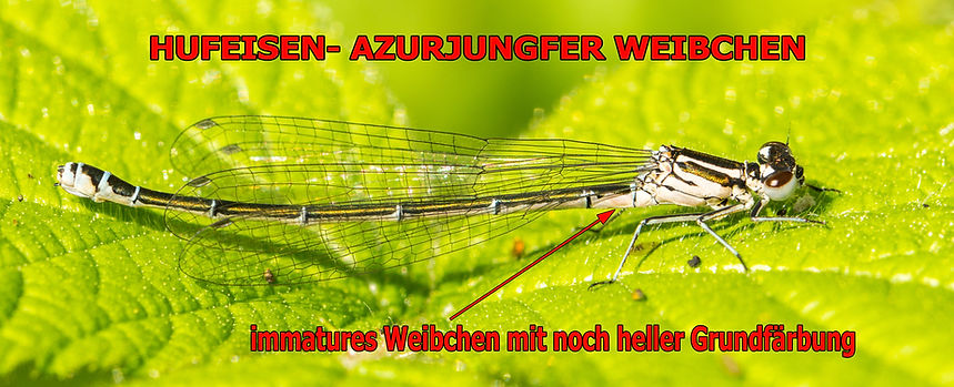 W300B - Hufi - Neschwitz - 10.05.2019 (1 von 1).jpg
