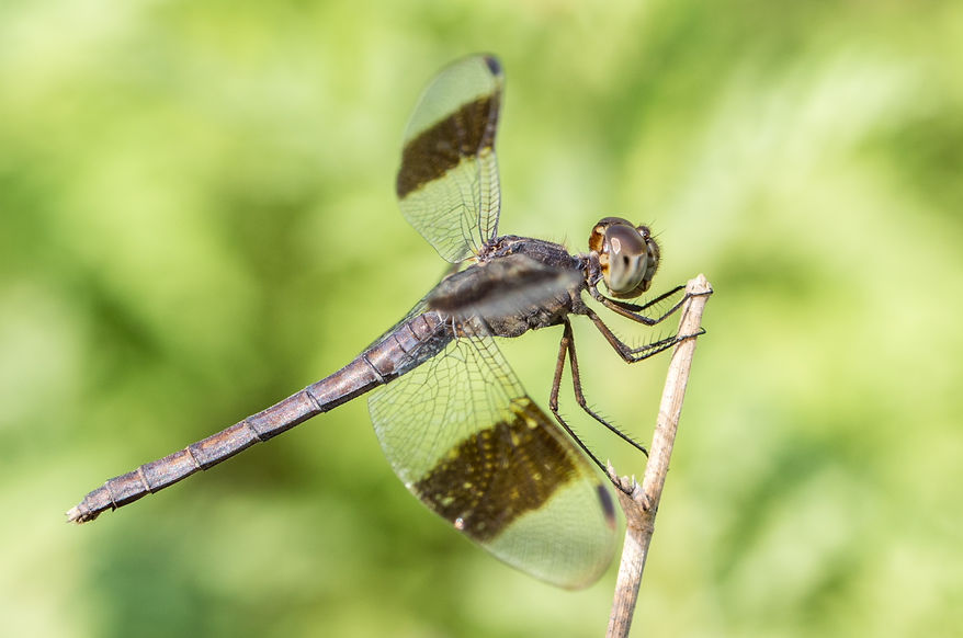 010Wwx - Erythrodiplax umbrata - Santa Ana NWF - 12.04.2022 (1 von 1).jpg