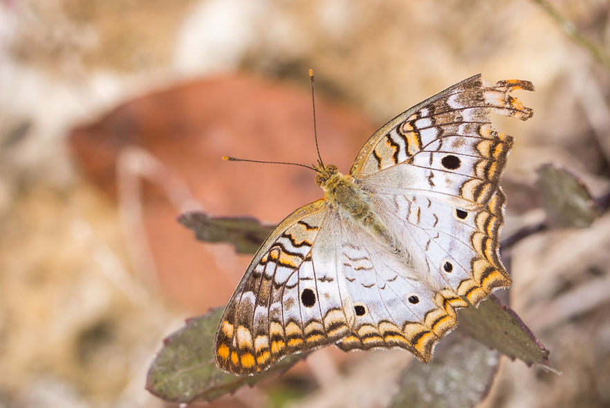 151 - White Peacock - 31.03.2013 - Everg