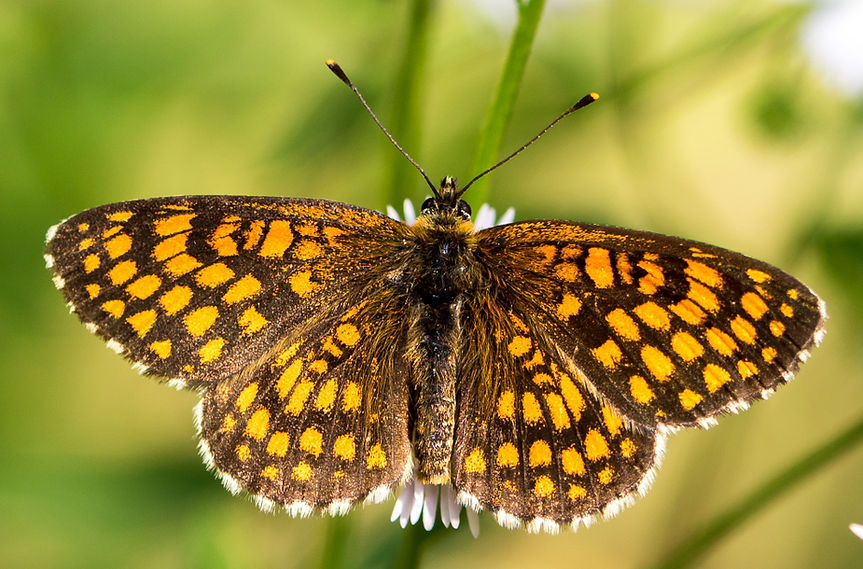 581wx - Melitaea athalia - Wachtelweizen. Scheckenfalter - 09.07.2017 - Guteborn (1 von 1)