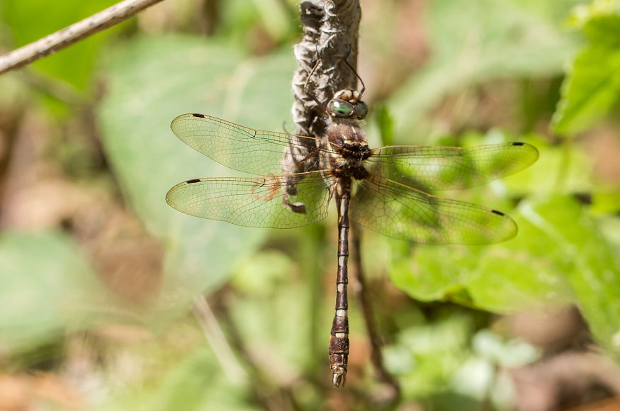 400Mwx - Didymops transversa - Double Lake - 23.04.2022 (1 von 1).jpg