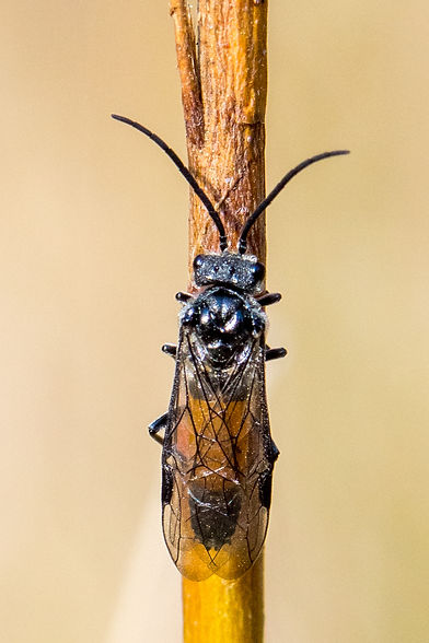 190 - Dolerus sp. - 02.03.2025 - Mühlbach-SF.jpg