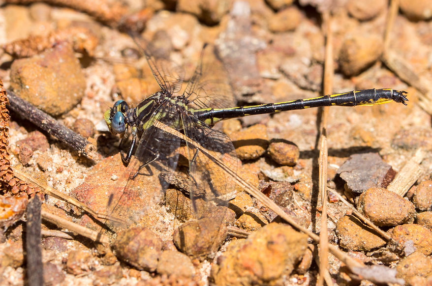 100Mwx - Phanogomphus oklahomensis - Double Lake - 23.04.2022 (1 von 1).jpg