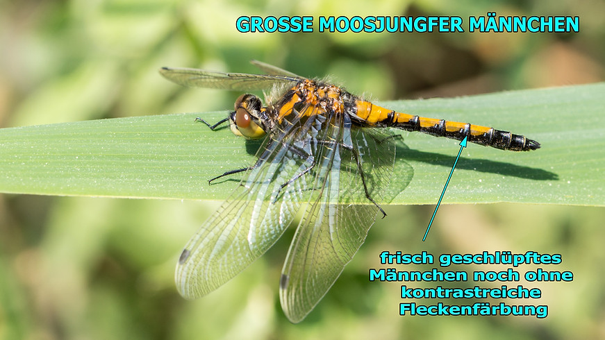 M400Bwix - Große Moosjungfer - 10.05.2018 - Salzwedel.jpg