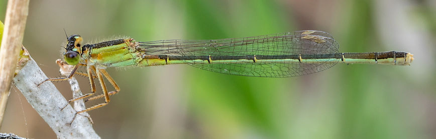 101Wwx - Ischnura ramburii - Laguna Atasoca - 11.04.2022 (1 von 1).jpg