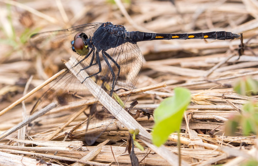 001Mwx - Seaside Dragonlet - Brazoria NWF - 25.04.2022 (1 von 1).jpg
