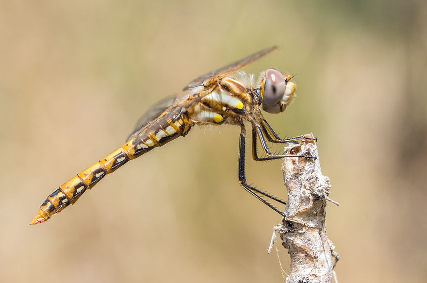 001Mwx - Sympetrum corruptum - Laguna Atasoca - 11.04.2022 (1 von 1).jpg