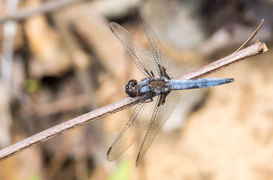 001Mwx - Ladona deplanata - Davy Crockett NF - 21.04.2022 (1 von 1) (1 von 1).jpg