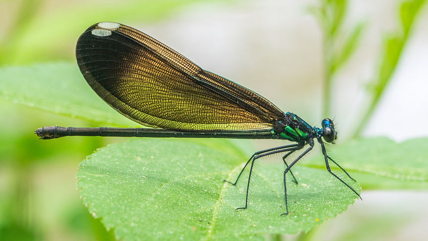 005Wwx - Calopteryx maculata - Huntsville SP - 20.04.2022 (1 von 1).jpg