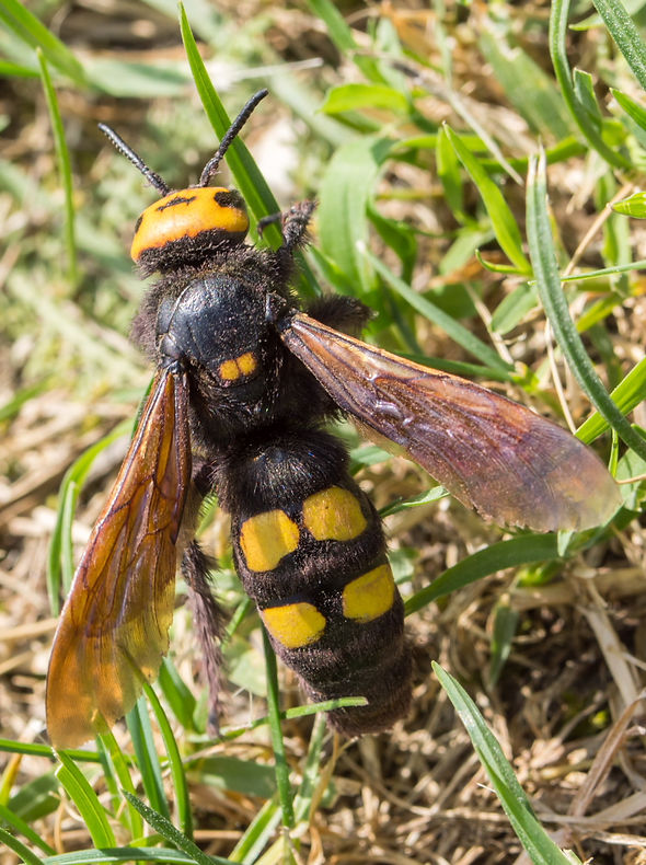 wx Gelbköpfige Dolchwespe - Megascolia maculata - Reserve Naturale Torbiere del Sebino, Is