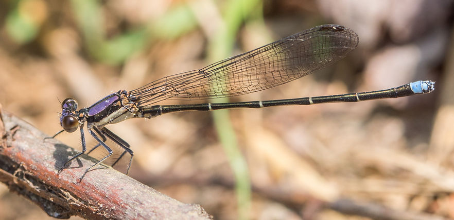 001Mwx - Argia tibialis - Davy Crockett NF - 21.04.2022 (1 von 1) (1 von 1).jpg