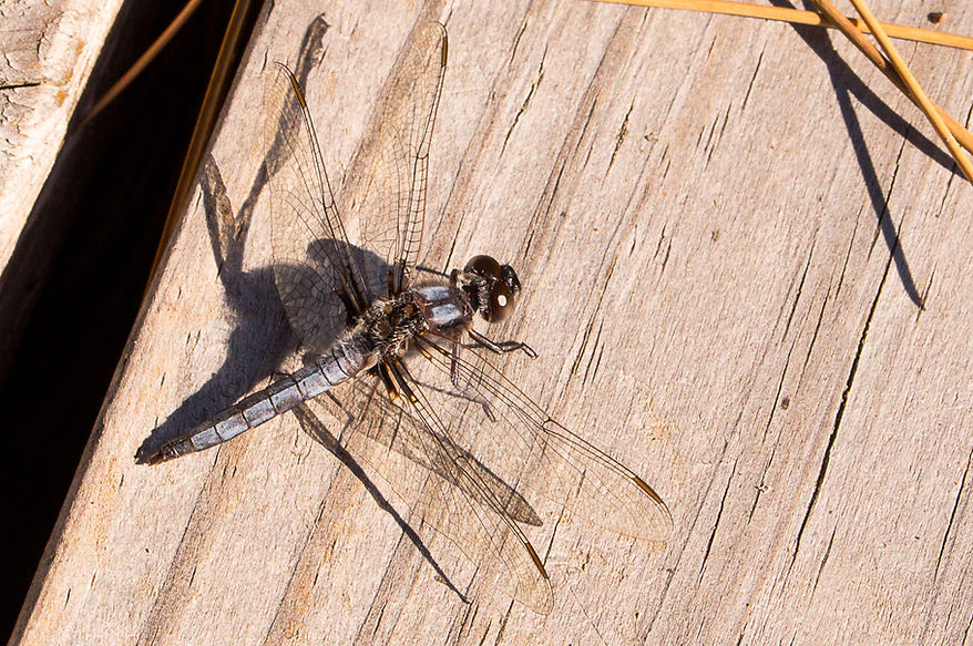 002 - Ladona deplanata (blue Corporal),