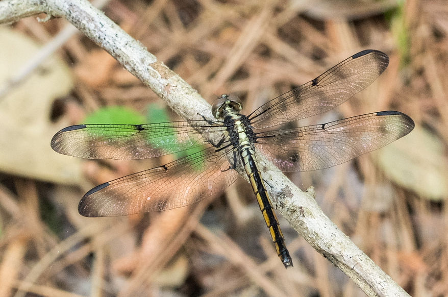 001Wwx - Libellula incesta - Huntsville SP - 20.04.2022 (1 von 1).jpg