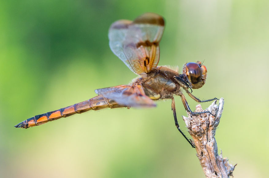 001Mwx - Libellula semifasciata - Angelina NF - 22.04.2022 (1 von 1).jpg