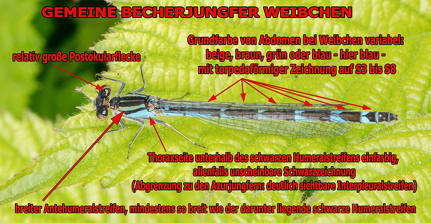 W100B - Becher - 25.05.2017 - Meissendorf (1 von 1).jpg