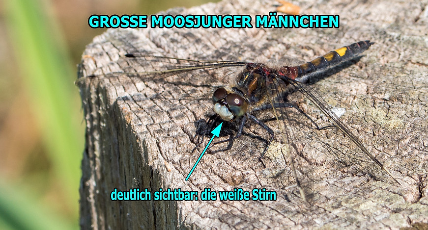 M200B - Große Moosjungfer - 13.05.2018 - Salzwedel.jpg