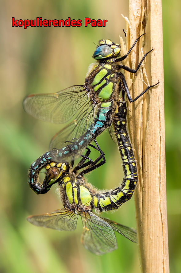 Z100Bwix - Früher Schilfjäger - 11.05.20