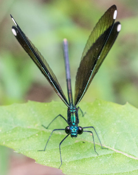 002Mwx - Calopteryx maculata - Huntsville SP - 20.04.2022 (1 von 1).jpg