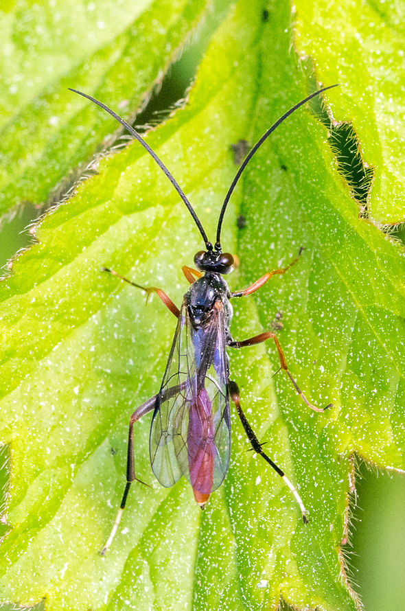 150wx - Polytribax perpicillator - 11-05-25 - Neschwitz.jpg