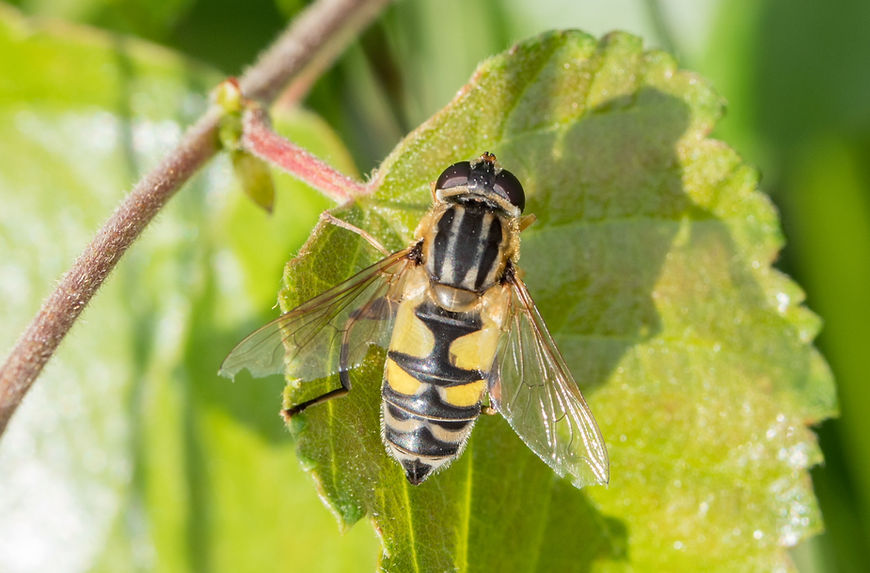 002wwix - Große Sumpfschwebfliege - Hagenah - 11.08.2021 (1 von 1).jpg