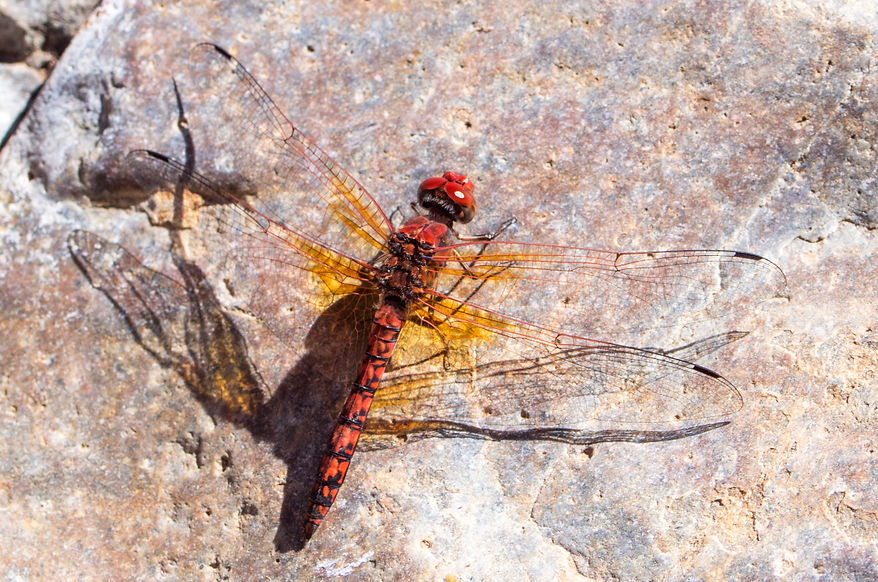 002Mwx - Paltothemis lineatipes Red Rock Skimmer - Big Bend NP - 17.04.2022 (1 von 1).jpg