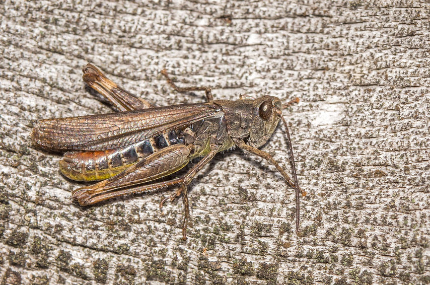 001wx- Chorthippus mollis - Spreewiese - 23.10.2022 (3 von 1).jpg