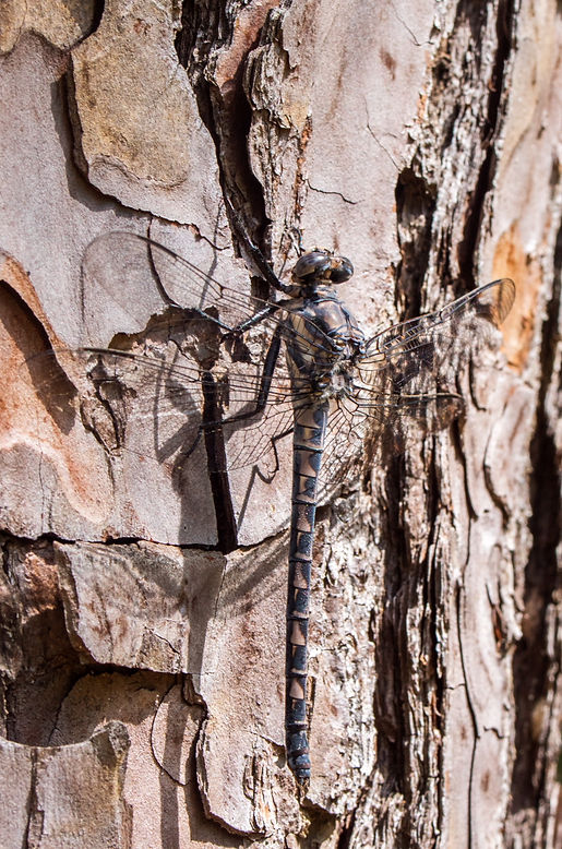 002Wwx - Tachopteryx thoreyi - Angelina NF - 22.04.2022 (1 von 1).jpg