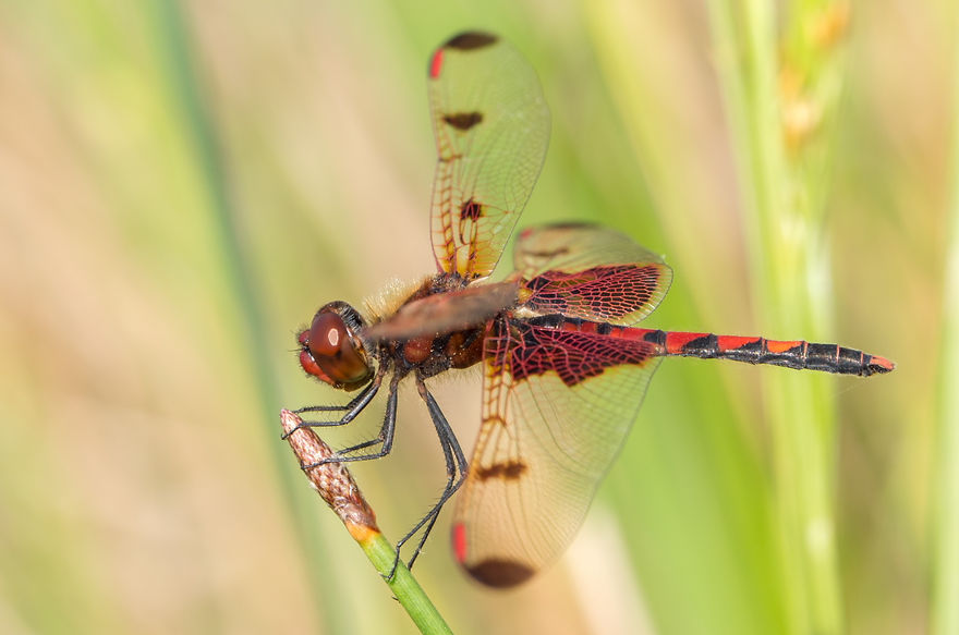 002Mwx - Celithemis elisa - Lake Houston - 25.04.2022 (1 von 1).jpg