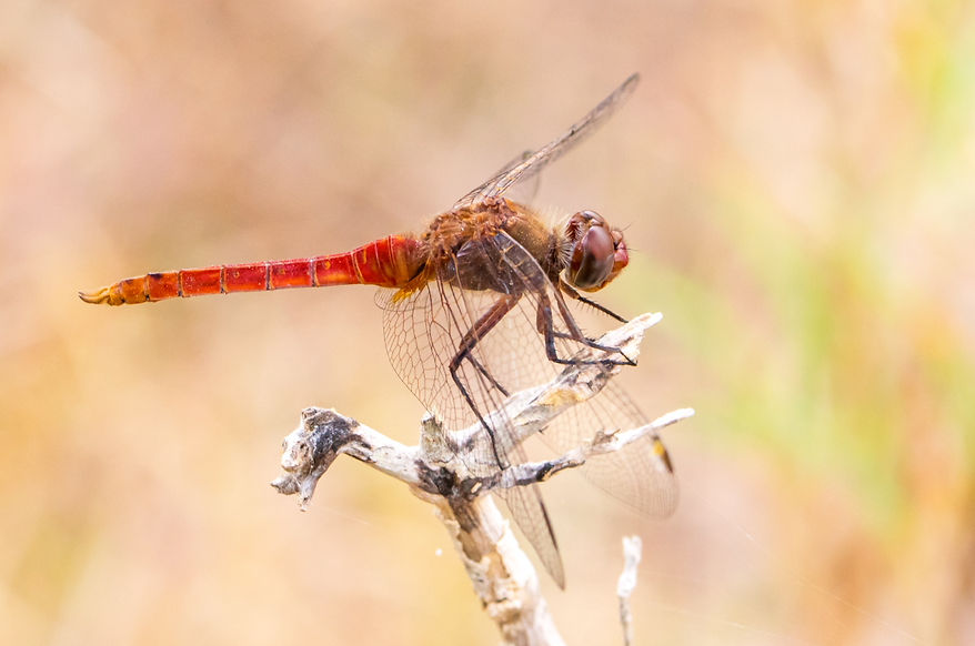 001Mwx - Brachymesia furcata - Laguna Atasoca - 11.04.2022 (1 von 1).jpg