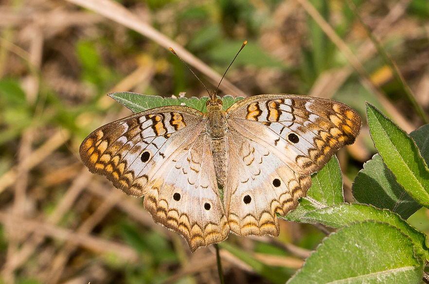 003 - White Peacock - 14.03.2017 - BigCy