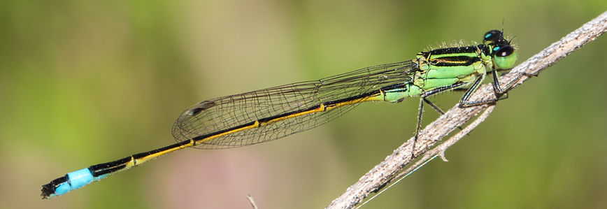 001Mwx - Ischnura ramburii - Brazoria NWF - 09.04.2022 (1 von 1).jpg