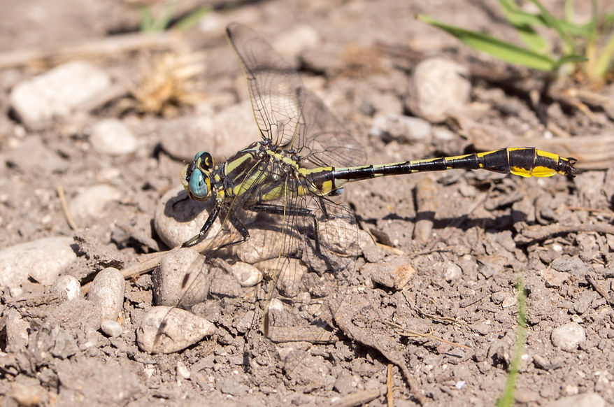 001Mwx - Phanogomphus graslinellus - South Llano River SP - 18.04.2022 (1 von 1).jpg