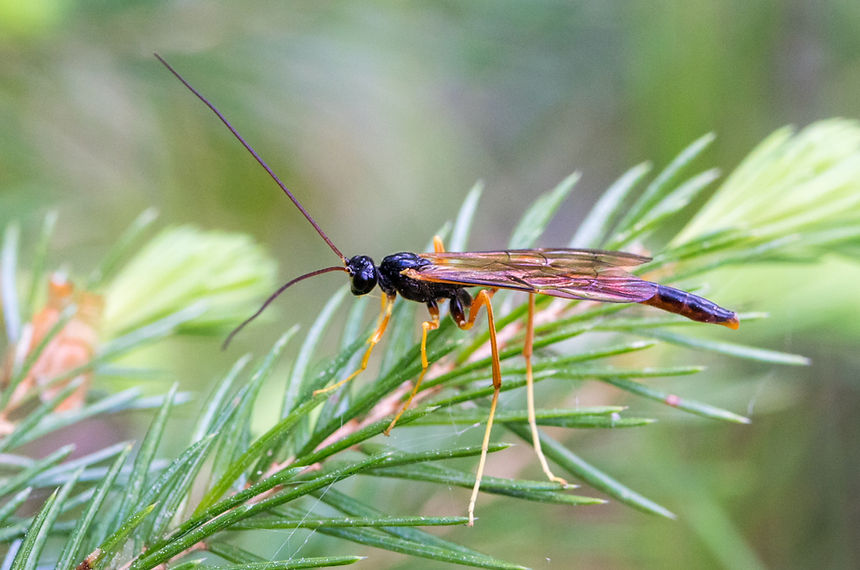 110wx - Coleocentrus excitator - 24-05-25 - Steichen.jpg
