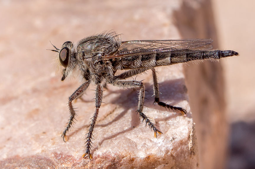 Promachus sp. - Middle Fork - 06.07.2019