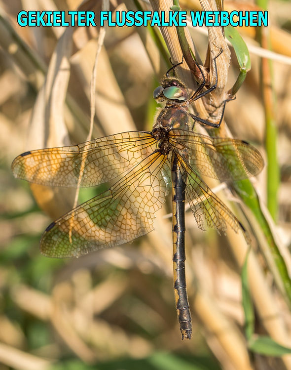 W300Bwix - Gekielter Flussfalke - Parco Lomardo del Ticino - 08.07.2020 (1 von 1).jpg