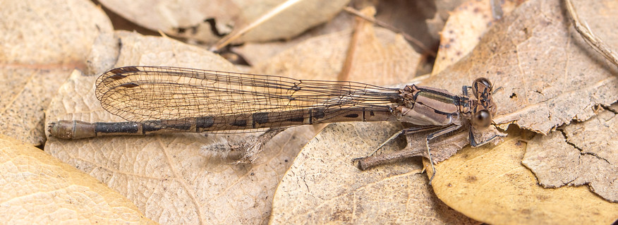 601 -Vivid Dancer - 17.06.2018 - ashwan