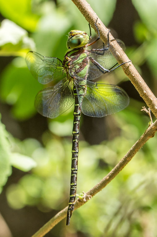 001Mwx - Coryphaeschna ingens, regal darner - Double Lake - 23.04.2022 (1 von 1).jpg