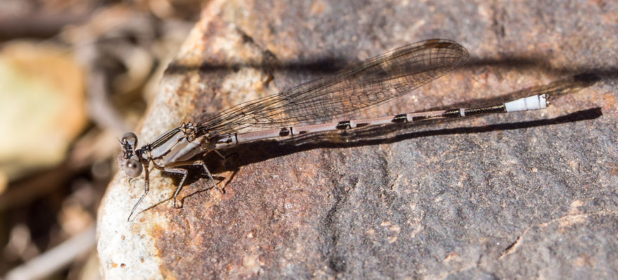 001Mwx - Argia plana - Big Bend NP - 17.04.2022 (1 von 1).jpg
