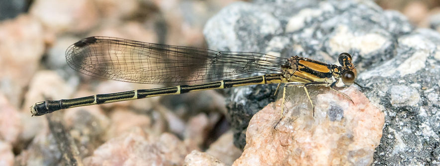 100Wwx - Argia tibialis - Lake Houston - 25.04.2022 (1 von 1).jpg