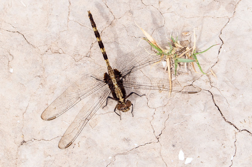 001Mwx - Erythemis plebeja - Laguna Atasoca - 11.04.2022 (1 von 1).jpg