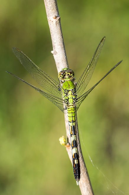 003Mwx - Eastern pondhawk Erythemis simpliciocollis- Brazoria NWF - 09.04.2022 (1 von 1).j