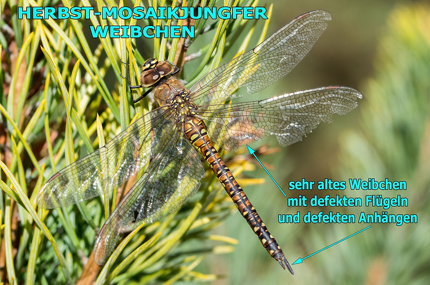 W100B - Aeshna mixta - Guteborn - 18-10-25.jpg