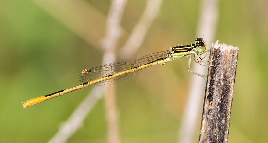 001Mwx - Rätselhafte Pechlibelle Ischnura hastata - Brazoria NWF - 09.04.2022 (1 von 1).jp