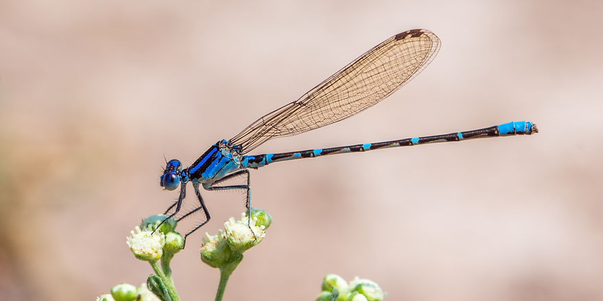 002Mwx - Argia sedula - Santa Ana NWF - 12.04.2022 (1 von 1).jpg