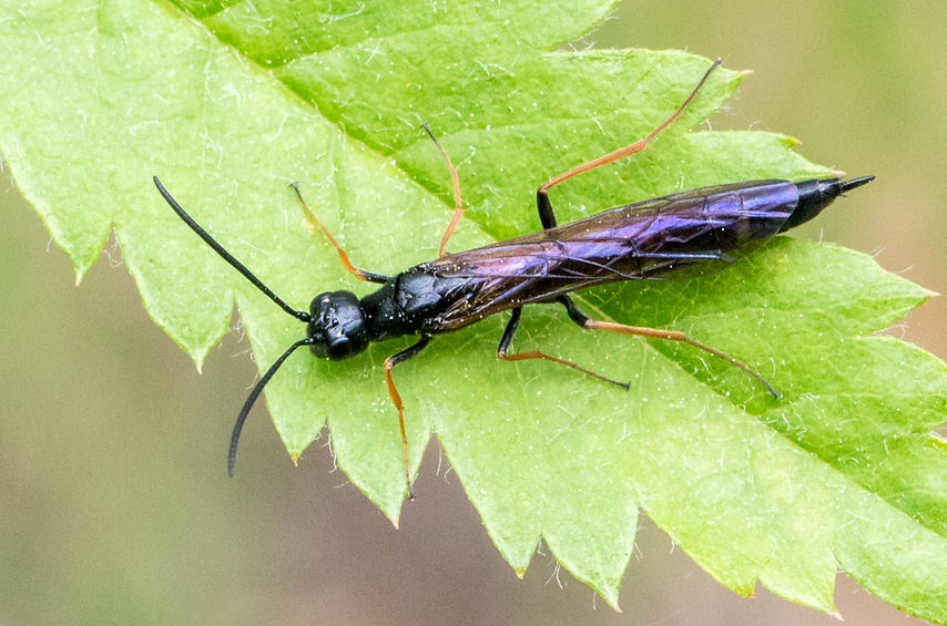 161wx - Phylloecus niger - 03.05.2024 - Wiednitz (3 von 1).jpg